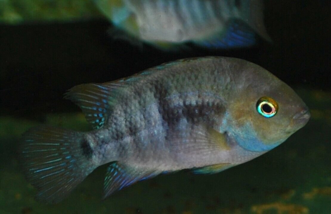57_dd96a7ae-03bc-471a-bedd-037c38c2407c.jpg Orange Pike Xingu Cichlid Live Fish 3.5" African Cichlid Live Fish Aquarium