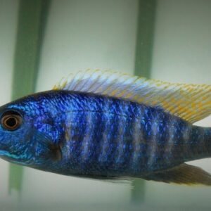 1x, 3x, or 6x Flying Fox Thai Algae Eaters Live Fish Fresh Water Clean Up crew