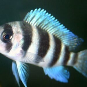 1 Geophagus Daemon Cichlids 2" - Freshwater FAST SHIP