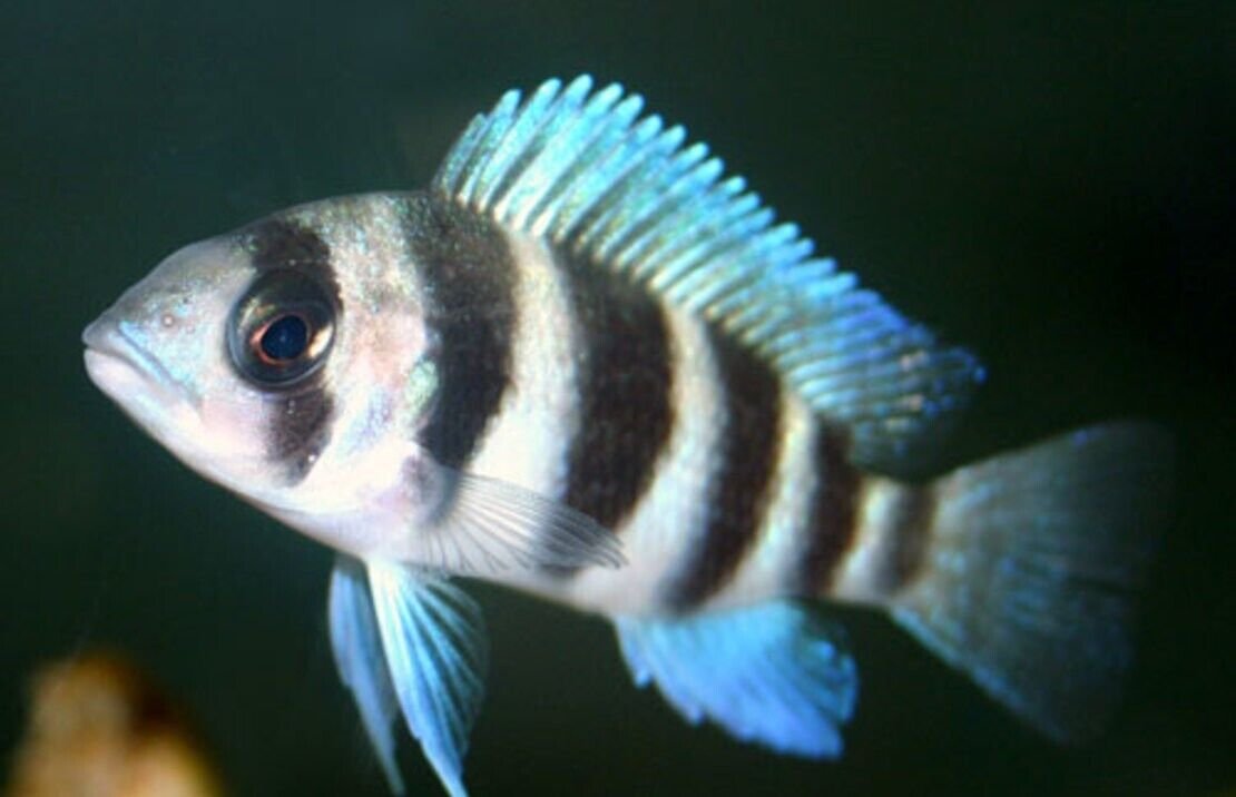 57_e018db67-b3a2-4413-9136-6035c9036588.jpg 1 Geophagus Daemon Cichlids 2" - Freshwater FAST SHIP