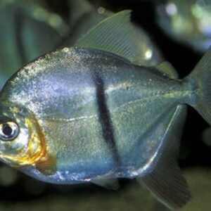 3x GEOPHAGUS BRASILIENSIS CICHLID 2" Beautiful Pearl Cichlid Live Fish
