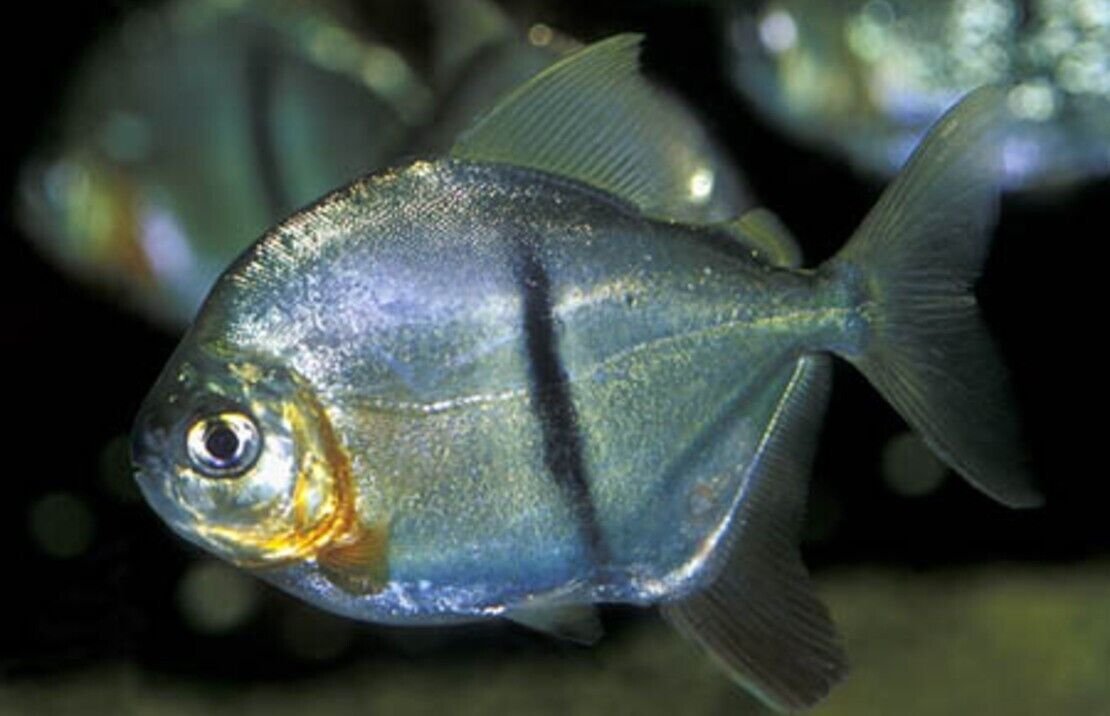 57_e12e8a16-50fd-44df-8edb-5f44e5fd1d2c.jpg 3x GEOPHAGUS BRASILIENSIS CICHLID 2" Beautiful Pearl Cichlid Live Fish