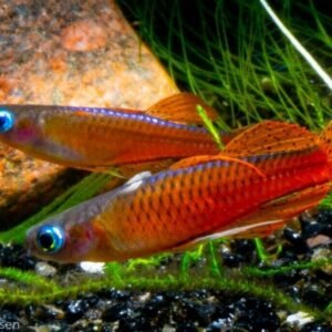1 PAIR Juvenile Apistogramma Borelli Live Fish Tropical Aquarium Fish Beautiful