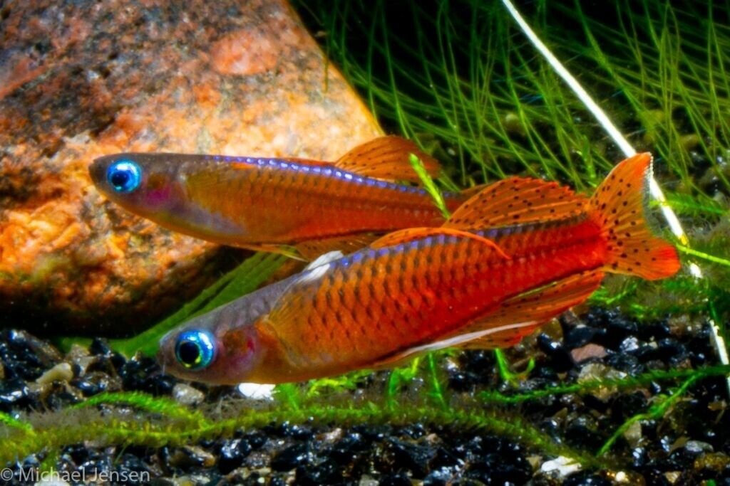 57_e19a2857-6cec-446a-a448-e9c61c4d6612.jpg 1 PAIR Juvenile Apistogramma Borelli Live Fish Tropical Aquarium Fish Beautiful