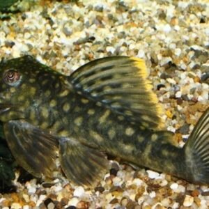 3 Pack V.C 10 Cichlid 2" Unique African Cichlid Fish Species