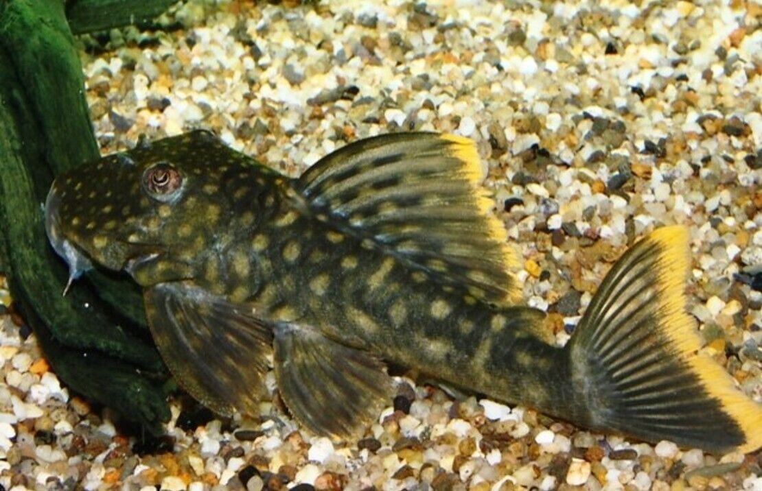 57_e1a43a26-692d-409d-aa72-506fe0e44cc0.jpg 3 Pack V.C 10 Cichlid 2" Unique African Cichlid Fish Species