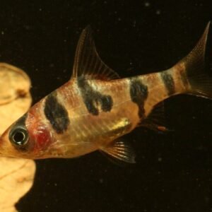 2 Balloon Blood Jewel Cichlid 1.5" Live Fish: Unique African Cichlid