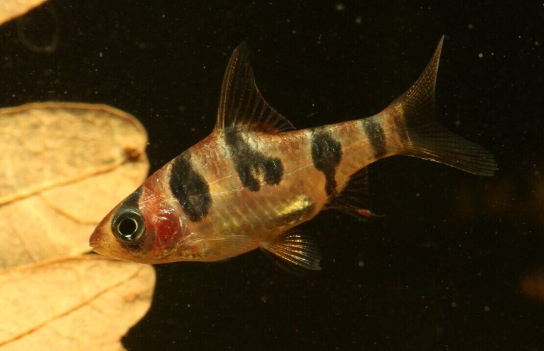 57_e2b8b297-96bd-4efc-9d45-0445139b271f.jpg 2 Balloon Blood Jewel Cichlid 1.5" Live Fish: Unique African Cichlid