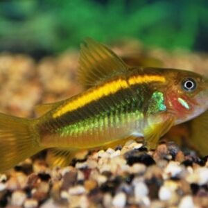 (6 Pack) Corydoras Paleatus - Pepper Cory Catfish - Live Fish Awesome Lively