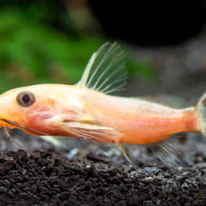 Cuvier's Bichir 3.5" - 4" Polypterus Senegalus Aquarium Fish Lively