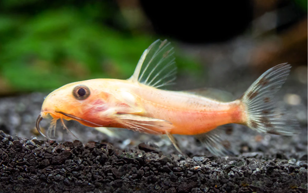 57_e2ddb2bd-ff15-415b-93b5-d102211e5419.png Cuvier's Bichir 3.5" - 4" Polypterus Senegalus Aquarium Fish Lively