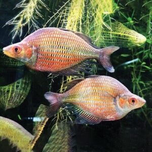 2 PACK Bleheri Rainbow - Rainbowfish live Fish Tropical Aquarium Fish