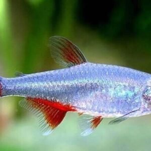 3x, 6x, 9x Neon Yellow Rasbora Mesmerizing Vibrant OVERNIGHT SHIP