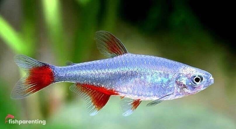 57_e36cdd04-0df0-4e0c-bc46-a0cd034597c3.jpg 3x, 6x, 9x Neon Yellow Rasbora Mesmerizing Vibrant OVERNIGHT SHIP