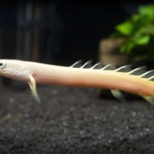 Ornate Bichir 2.5" Polypterus ornatipinnis Aquarium Fish Enigmatic Dweller