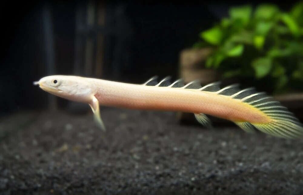 57_e49a2680-948a-460e-8307-9200a07d666e.jpg Ornate Bichir 2.5" Polypterus ornatipinnis Aquarium Fish Enigmatic Dweller