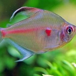 5 Tri Color Koi Swordtail Freshwater Live Tropical Aquarium Fish Live Fish