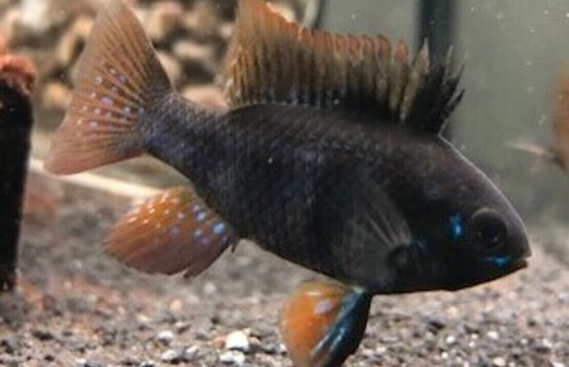 57_e61f6868-47e2-4341-9b25-9da6cb123938.jpg π 2 Mesmerizing Black German Ramirezi - Awesome Black German Ram Live Fish π