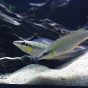 🌟 3 Mesmerizing Blue Ramirezi Med - Lrg - German Blue Ram FAST SHIP 🐠