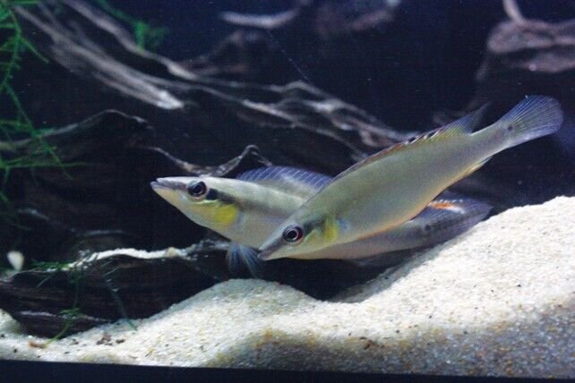 57_e6bf8283-99e1-48a5-aa8f-a48add490f4c.jpg 🌟 3 Mesmerizing Blue Ramirezi Med - Lrg - German Blue Ram FAST SHIP 🐠