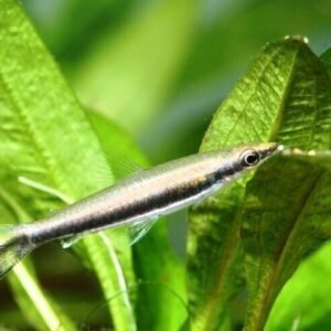 (6 Pack) Corydoras Paleatus Small - Pepper Cory Catfish Live Fish Awesome Lively