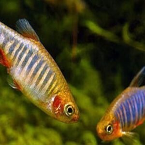 5 Spotted Blue Eye Rainbow Fish - A Colorful Marvel 🐟 Live Fish Freshwater