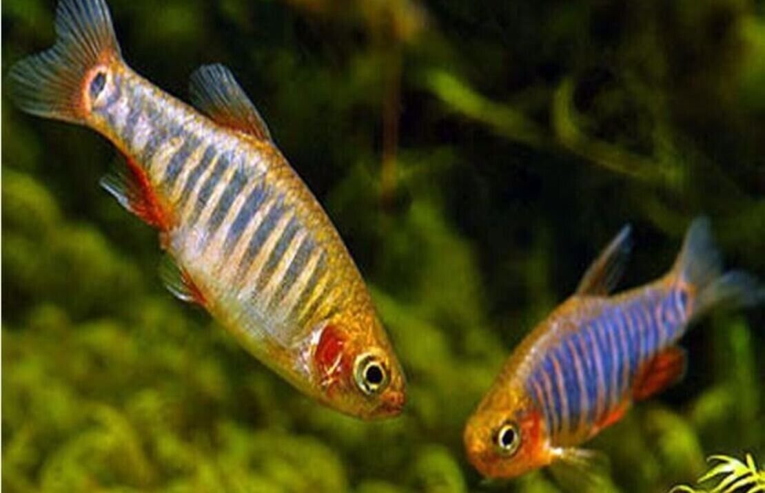 57_e9dd5e9f-e101-4e87-ac30-8fa12abfd9ae.jpg 5 Spotted Blue Eye Rainbow Fish - A Colorful Marvel 🐟 Live Fish Freshwater