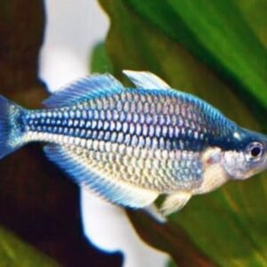 3x, 6x, 12x Blue Snakeskin Male Guppies -Stunning Colors Limited Stock Live Fish