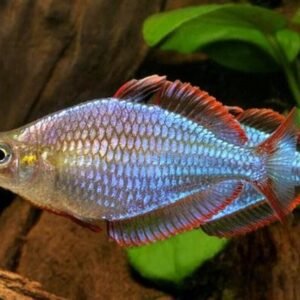 2 PACK Goyder River Rainbow - Rainbowfish live Fish