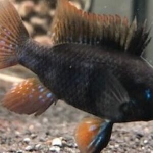 2X Black Barred - Metynnis- Live Fish small Healthy Beautiful Live Aquarium Fish