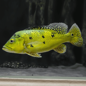 3 T-Bar Cichlids Cryptoheros Sajica Live Fish 1" -1.5" African Cichlid
