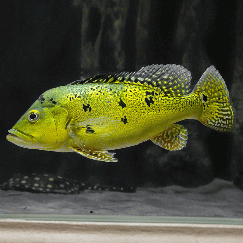 57_eba00999-1420-48ee-b59a-6eb883b150b4.png 3 T-Bar Cichlids Cryptoheros Sajica Live Fish 1" -1.5" African Cichlid