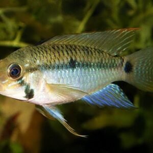 Red Fin Sternella Pleco L114 Approx. 2" Leopard Cactus pleco collection