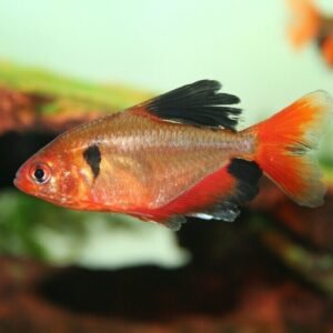 12 Albino Cherry Barbs - Peaceful Schooling Live Fish Fast Shipping