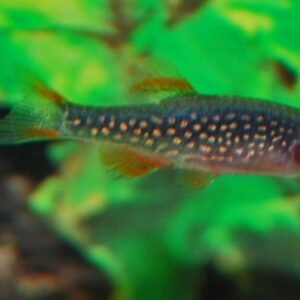 4 Pc Aquarium Artificial Plants 5" Fish Tank Decor Grass Decorations Terrariums