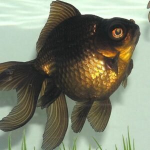 3 American Red Fantail Goldfish 2-2.5" for aquarium or koi pond FAST SHIP