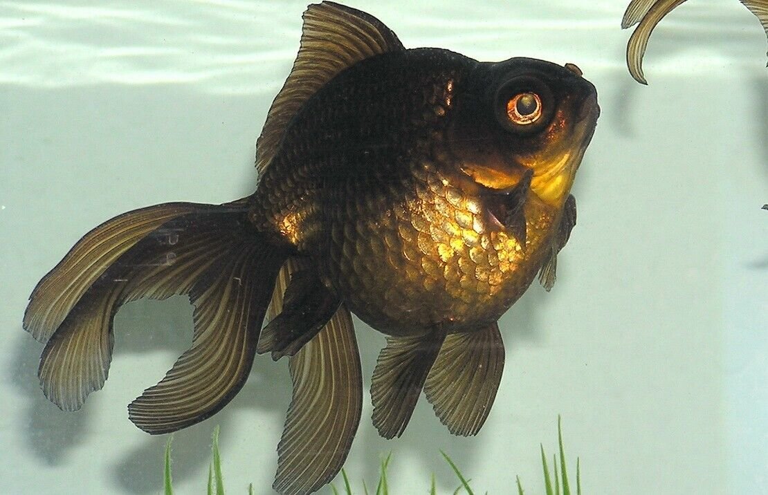 57_ed37468b-c5ad-4535-9e65-f2af7ed8b665.jpg 3 American Red Fantail Goldfish 2-2.5" for aquarium or koi pond FAST SHIP