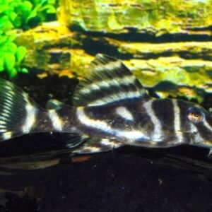 Red Ruby Scat 1.5" Hard to find looks great in numbers Great addition Live Fish