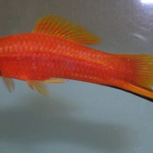 4 Pack of Aphyosemion Australe Killie Med Size Really Nice Beautiful Live Fish