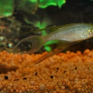 6 Black Khuli Loaches Live Freshwater Aquarium Fish Enigmatic Bottom-Dweller!