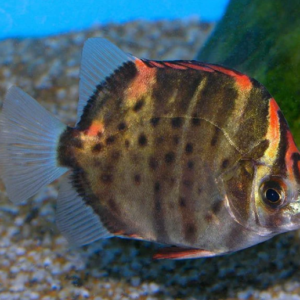 RARE RARE Monodactylus sebae Medium size Live and Healthy Fish Live Fish