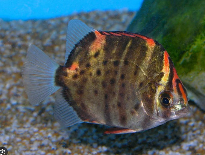 57_eeb67d62-496c-4c9b-8017-7f78742cad5d.png RARE RARE Monodactylus sebae Medium size Live and Healthy Fish Live Fish