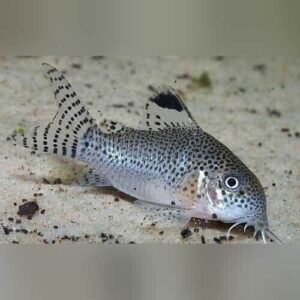 6 Corydoras Julii XL Colombia - Beautiful Cory Catfish Live Fish Awesome