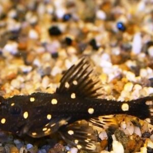 3 pack Red Tail Botia Loach - Botia Modesta - Live Fish Freshwater Aquarium Fish