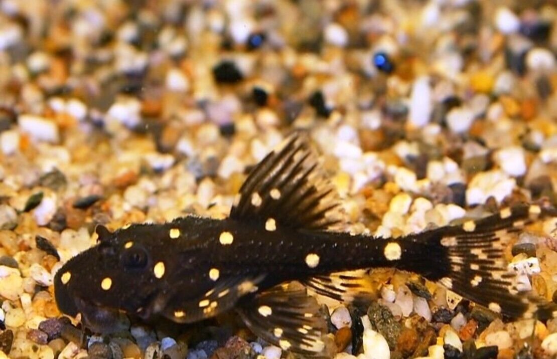 57_ef1f8441-3973-4d4e-bc36-88a5c3df639c.jpg 3 pack Red Tail Botia Loach - Botia Modesta - Live Fish Freshwater Aquarium Fish