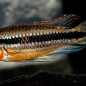 Schoutedeni Puffer 1.5" - 2" Masterpiece of the Aquarium! 🐡- Live Fish