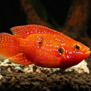 Red Bishop Tropheus 2" Live Fish: Unique African Cichlid Freshwater Aquarium