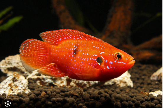 57_f153f2b8-eb25-4045-821b-74f36571b4f6.png Red Bishop Tropheus 2" Live Fish: Unique African Cichlid Freshwater Aquarium