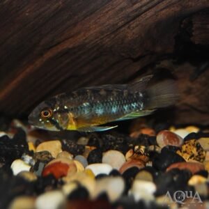 5 Tiger Barbs SMALL Live Aquarium Fish Community tank FAST SHIP