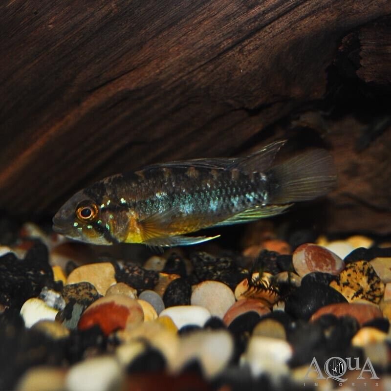 57_f17f46c7-64df-4c63-aee8-4f2cd354a634.jpg 5 Tiger Barbs SMALL Live Aquarium Fish Community tank FAST SHIP